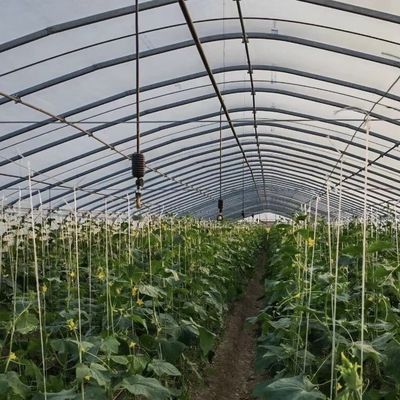 Revolutionieren Sie Ihre Gemüseproduktion mit einem Tropfbewässerungstunnel