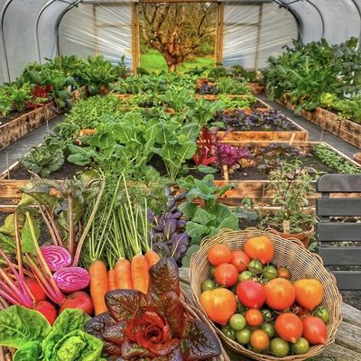 Tunnel Gewächshaus Kokopeat Anbausystem für Tomaten und Erdbeeren Schnellversand