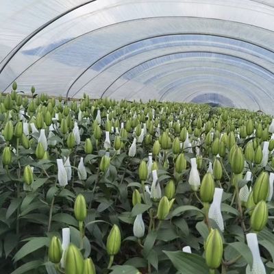 Multi-Span Innovatives Tropfbewässerungstunnel Gewächshaus System mit 30-Tage Rückerstattung