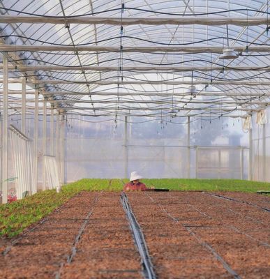 US-Währung Mehrfachflächenfolie landwirtschaftliches Gewächshaus für die Großlandwirtschaft/Kultivierung