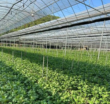 US-Währung Mehrfachflächenfolie landwirtschaftliches Gewächshaus für die Großlandwirtschaft/Kultivierung
