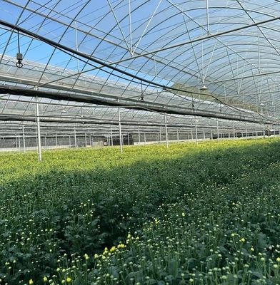 US-Währung Mehrfachflächenfolie landwirtschaftliches Gewächshaus für die Großlandwirtschaft/Kultivierung