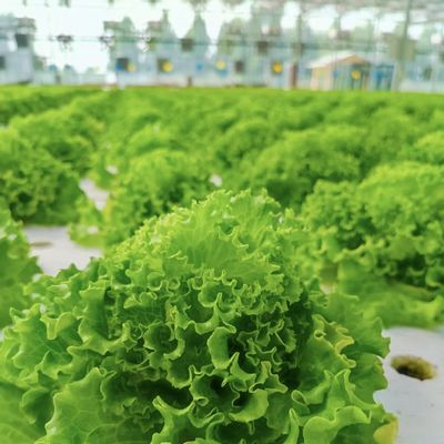 Filmbedeckungsmaterial Landwirtschaft Tunnel Gewächshauslösung für die Großanbauproduktion
