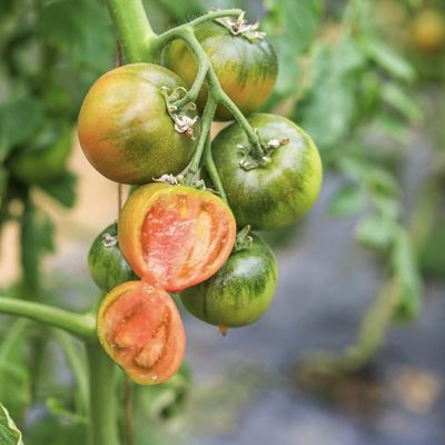 Multi Span Gewächshaus Hydroponisches Gemüseanbausystem für Stahlkonstruktion 20.000kg