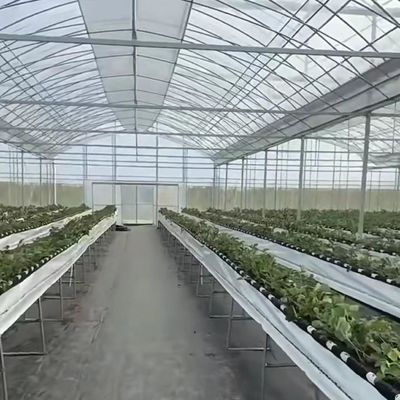 Multi Span Gewächshaus Hydroponisches Gemüseanbausystem für Stahlkonstruktion 20.000kg
