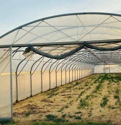 Sonnenlicht Gewächshaus für den Anbau von Capsicum