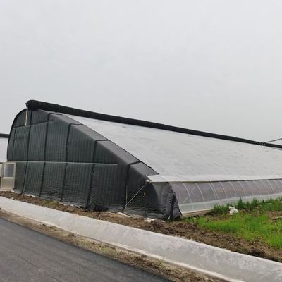 Sonnenlicht Gewächshaus für den Anbau von Capsicum