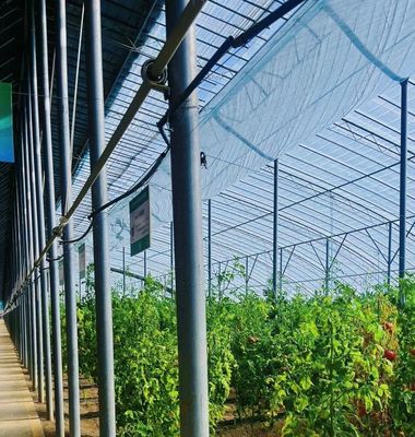 Sonnenlicht Gewächshaus für den Anbau von Capsicum