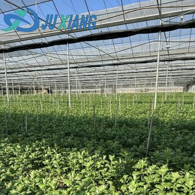 Sonnenlicht Gewächshaus für den Anbau von Capsicum