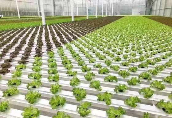 Erste Zahlung Schneevibrator Gewächshaus für die Landwirtschaft