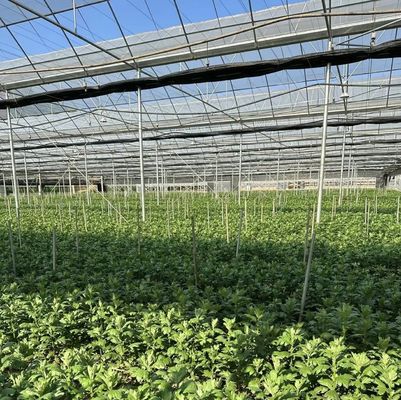 Landwirtschaftliche Mehrspannung Gewächshaus Kunststofffolie Hydroponik vertikaler Anbausystem