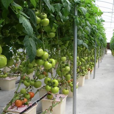 Landwirtschaftliche Mehrspannung Gewächshaus Kunststofffolie Hydroponik vertikaler Anbausystem