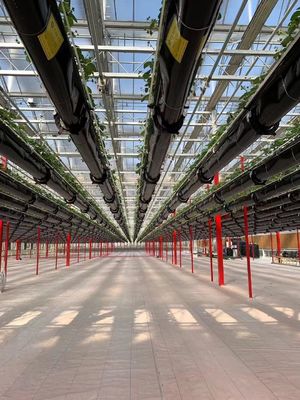 Anforderung Schneevibrator Gewächshaus für Capsicum Anbau in US-Währung
