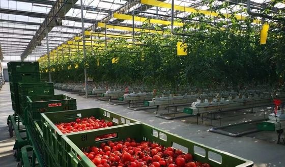 Anforderung Schneevibrator Gewächshaus für Capsicum Anbau in US-Währung