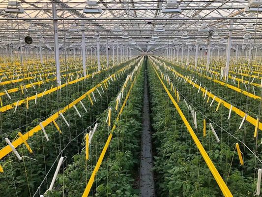 Individuelle Anforderung Doppelbogengitter Gewächshaus für Tomatenanbau in US-Währung