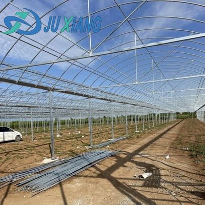 Individuelle Anforderung Doppelbogengitter Gewächshaus für Tomatenanbau in US-Währung
