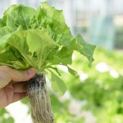 JX-A0038 Gewächshaus aus Kunststofffolie mit mehreren Spannweiten für Gartenprodukte