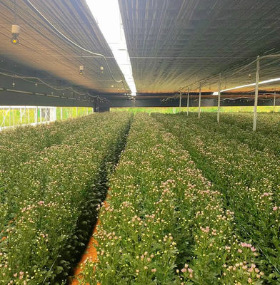JX-A0038 Gewächshaus aus Kunststofffolie mit mehreren Spannweiten für Gartenprodukte