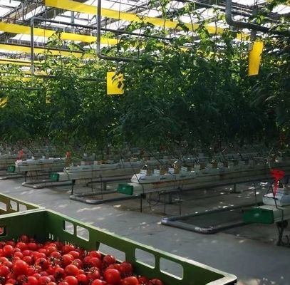 Anpassung Bogen Tunnel Gewächshaus Sonnenlicht Gewächshaus für den Capsicum Anbau