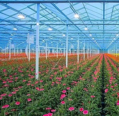 Anpassung Bogen Tunnel Gewächshaus Sonnenlicht Gewächshaus für den Capsicum Anbau