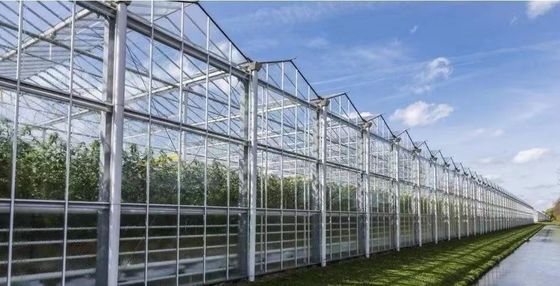 Herkunft Doppelbogenglas Gewächshaus für Capsicum Versandkosten und Produktionsgewächshaus