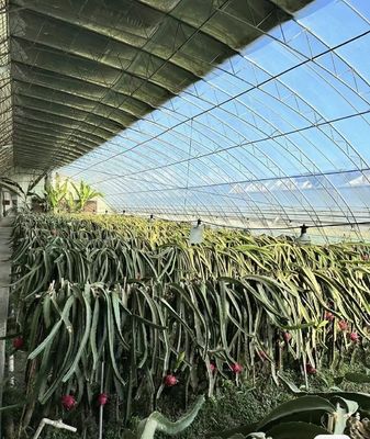 Herkunft Doppelbogenglas Gewächshaus für Capsicum Versandkosten und Produktionsgewächshaus