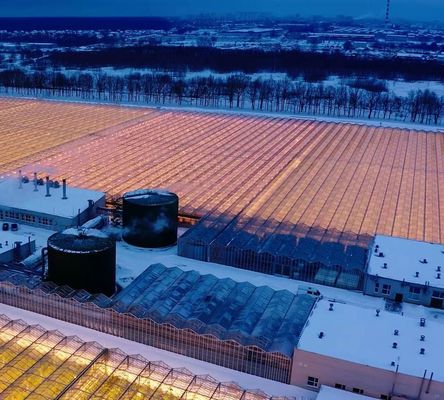 Anpassung Schneevibrator Gewächshaus für Tomatenpflanzen Anfrage Ihre Anpassung