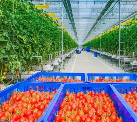 Ein- oder mehrfach angepasster Schneevibrator Gewächshaus für Tomatenpflanzen
