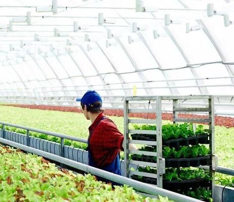 Schneevibrator Gewächshaus für Tomatenpflanzen Einzel- oder Mehrfachspannung Groß