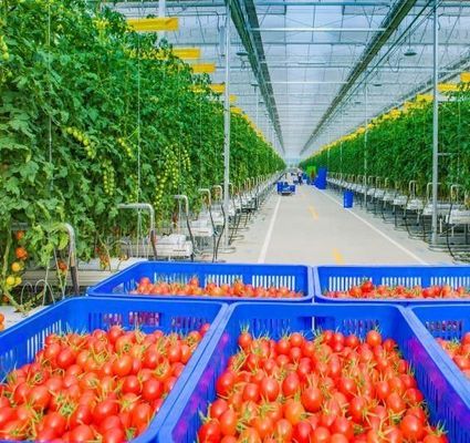 Schneevibrator Gewächshaus für Tomatenpflanzen Einzel- oder Mehrfachspannung Groß