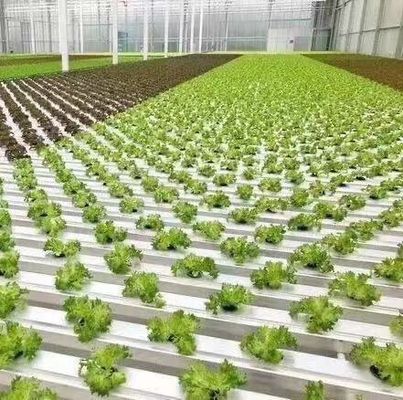 Stahl-Plastik-Doppelbogen-Dach-Dach-Durchschnitt Gewächshaus für Gemüse