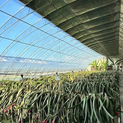 Custom-Moderne Sonnenlicht Gewächshaus Doppelschicht für Pilzpflanzung Anforderungen