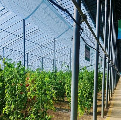 Custom-Moderne Sonnenlicht Gewächshaus Doppelschicht für Pilzpflanzung Anforderungen