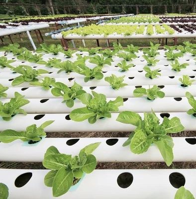 Landwirtschaft mit PVC-Rohr, Tropfbewässerung, Gewächshaus und schneller Versandindustrie revolutionieren
