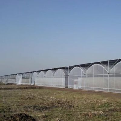 Customized Multi-Span Film Gewächshaus für das Pflanzen von Blumen 30 Tage Geld-zurück-Garantie