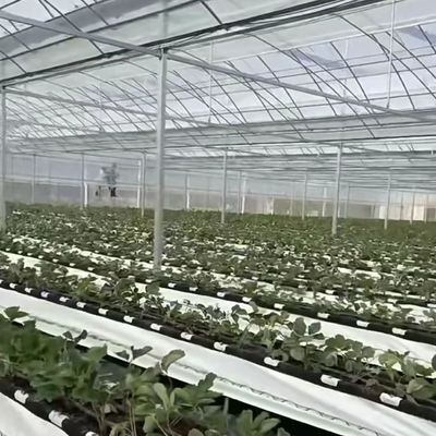 Mehrspannendes Gewächshaus für Hydroponik-Anbauproben US 20/Quadratmeter Währung US