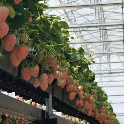 Maßgeschneiderte Mehrspannen-Treibhaus-Ertragslösung für die hydroponische Gemüseproduktion