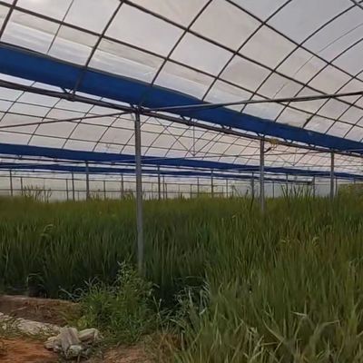 Maßgeschneiderte Mehrspannen-Treibhaus-Ertragslösung für die hydroponische Gemüseproduktion