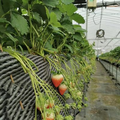 Mehrspannendes Gewächshaus mit fortgeschrittener Bewässerung über Versandkosten und Lieferzeiten