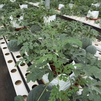 Mehrspannendes Gewächshaus für die Gemüseproduktion US 20/Quadratmeter Min. Bestellmuster