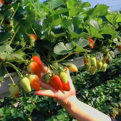 Mehrspannendes Gewächshaus für die Gemüseproduktion US 20/Quadratmeter Min. Bestellmuster