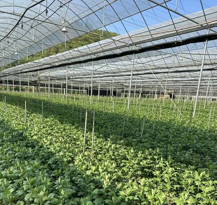 Mehrspannendes Gewächshaus für die Gemüseproduktion US 20/Quadratmeter Min. Bestellmuster