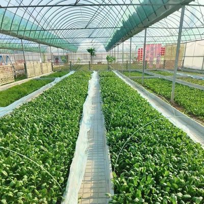 Gemüseproduktion Po Film Gewächshaus mit Schattierungssystem und 30-Tage-Rückerstattung