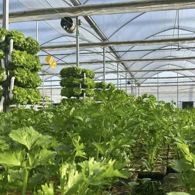 Gemüseproduktion Po Film Gewächshaus mit Schattierungssystem und 30-Tage-Rückerstattung