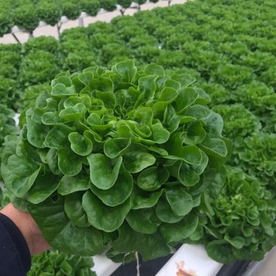 Gemüseproduktion Po Film Gewächshaus mit Schattierungssystem und 30-Tage-Rückerstattung