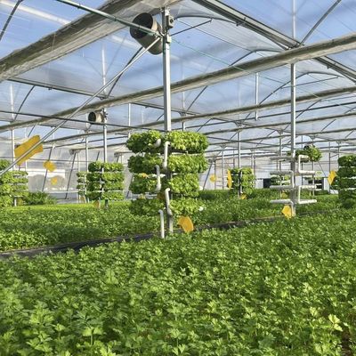 Gewächshaus mit Schattierungssystem Paket Größe 50,00cm * 60,00cm * 50,00cm Währung US