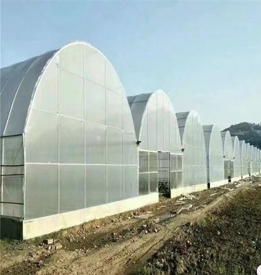 Filmbedecktes großes, mehrspannendes, hohes Tunnelgewächshaus für den Großanbau