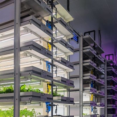 Schifffahrtscontainer Gewächshaus für Pilzanbau in Smart Design JX-CG-0001
