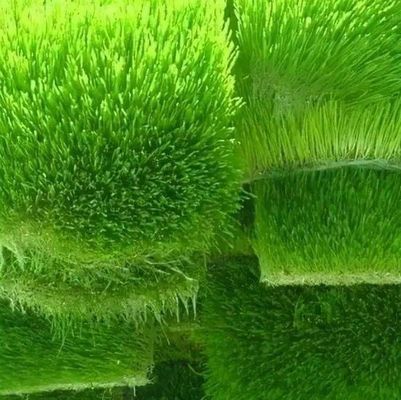Multifunktionale Futtermittel in Behältern für die Doppelschichtblumen-/Gemüse-/Samenzucht