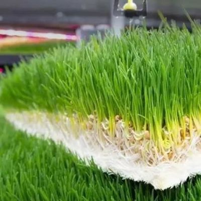 Multifunktionale Futtermittel in Behältern für die Doppelschichtblumen-/Gemüse-/Samenzucht